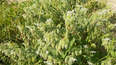 Borago officinalis