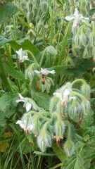 Borago officinalis