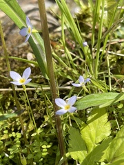Houstonia caerulea