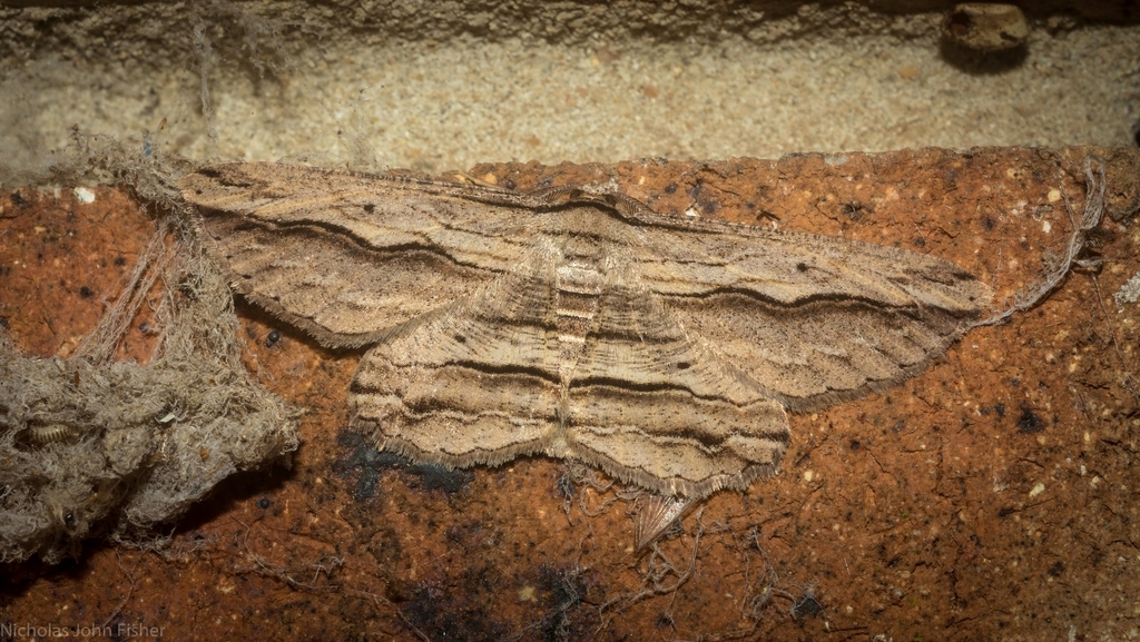Euphronarcha luxaria