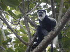 Colobus guereza occidentalis