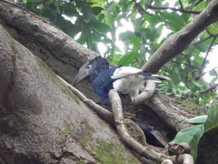 Bycanistes subcylindricus