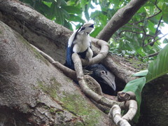 Bycanistes subcylindricus