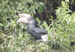 Bycanistes subcylindricus