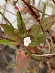 Epilobium denticulatum
