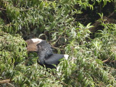 Bycanistes subcylindricus
