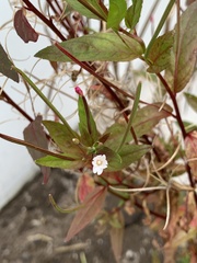 Epilobium denticulatum