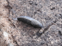 Tandonia budapestensis