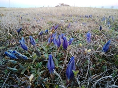 Gentiana clusii