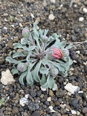 Townsendia florifera