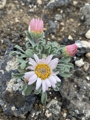 Townsendia florifera