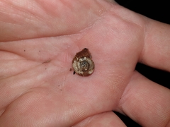 Thalassohelix igniflua