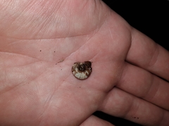 Thalassohelix igniflua