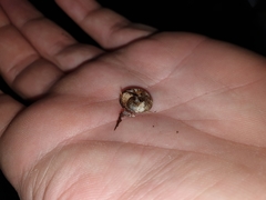 Thalassohelix igniflua