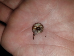 Thalassohelix igniflua