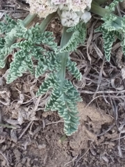Vesper montanus