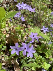 Phlox stolonifera