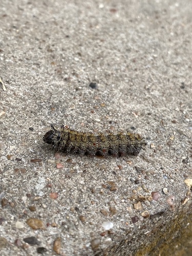Grote's buckmoth photo 2