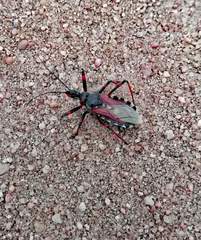 Rhynocoris cuspidatus