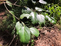 Psydrax lamprophylla