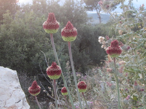 Image of Allium amethystinum by (c) Jason Hill, some rights reserved (CC BY)