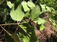 Psydrax lamprophylla