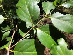 Psydrax lamprophylla