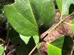 Psydrax lamprophylla