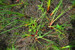 Juncus oxymeris