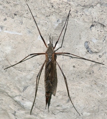 Tipula dorsimacula
