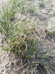Carex filifolia