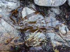 Laminaria digitata