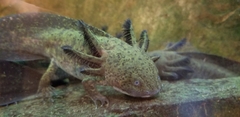 Ambystoma mexicanum