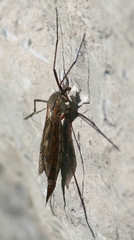 Tipula dorsimacula