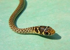 Hierophis viridiflavus carbonarius