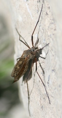 Tipula dorsimacula