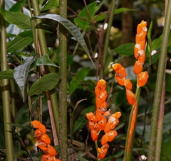 Stromanthe stromanthoides