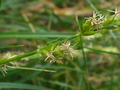 Carex divulsa divulsa