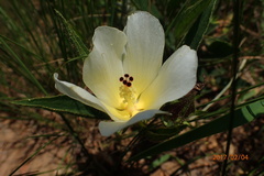 Hibiscus aethiopicus