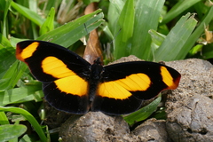 Catonephele sabrina