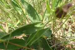 Hibiscus aethiopicus