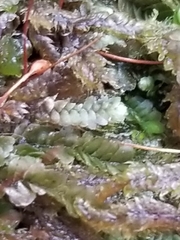 Calypogeia integristipula