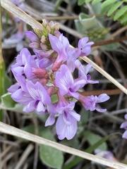 Astragalus distortus
