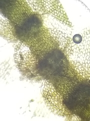 Calypogeia integristipula