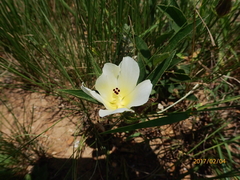 Hibiscus aethiopicus