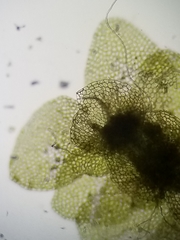 Calypogeia integristipula