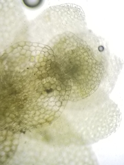 Calypogeia integristipula