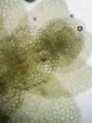 Calypogeia integristipula