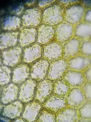 Calypogeia integristipula