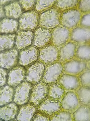 Calypogeia integristipula